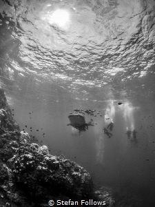 That moment when ... ! Whale Shark - Rhincodon typus. Sai... by Stefan Follows 